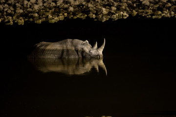 Rhino bathing in a water hole at night