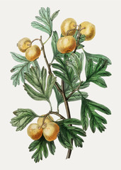 Mediterranean medlar