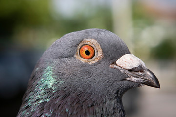 close up detail in eyes and head feather of homing pigeon bird