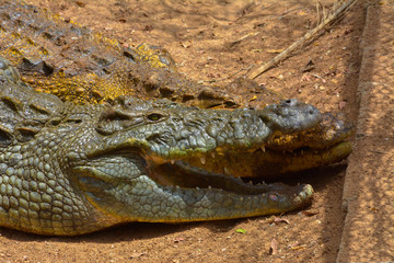 Crocodile close up shot
