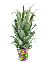 small flower pot pineapple leaf presentation