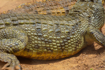 Crocodile close up shot