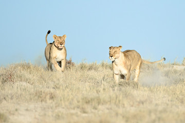 two lionesses running