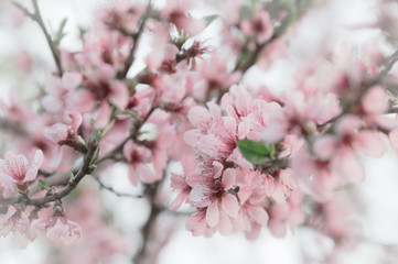 Cherry blossom , spring sakura branches with pink and white flowers