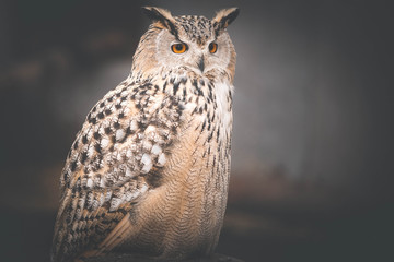 eagle-owl