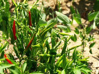 唐辛子の畑