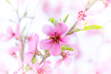 Fototapeta na wymiar Cherry blossom , spring sakura branches with pink and white flowers