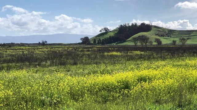 4K HD video close up of a field of Mustard plants, a plant species in the genera Brassica and Sinapis in the family Brassicaceae. Mustard seed is used as a spice.