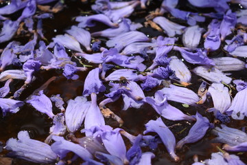 Purple Flowers
