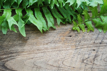 Fern leave green tropical plant with space copy on wooden background