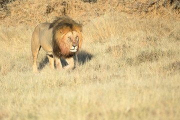 Male lion on patrol