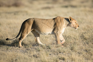 lioness stalking