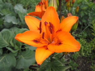 orange Lily in the garden