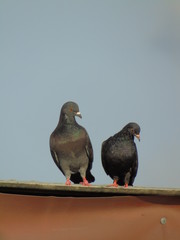 A pair of pigeons on the roof of the house.