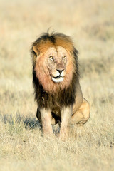 Obraz na płótnie Canvas Male lion in morning light