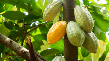 Cocoa fruit on tree Agriculture background