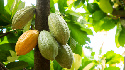 Cocoa fruit on tree Agriculture background