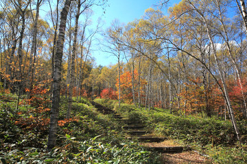 Fototapeta premium 八千穂高原の紅葉