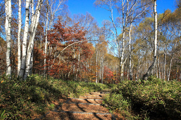 八千穂高原の紅葉