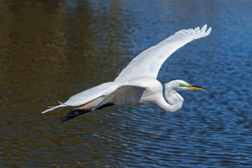 Great White Egret In Flight