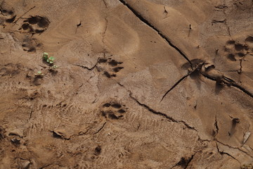 mud flat with animal tracks
