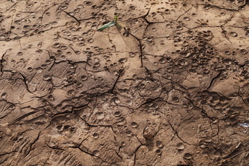 mud flat with animal tracks