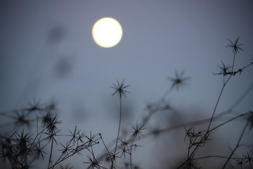 Full moon with grasses