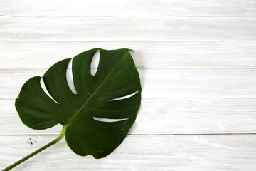 Green monstera leaves on white wooden background