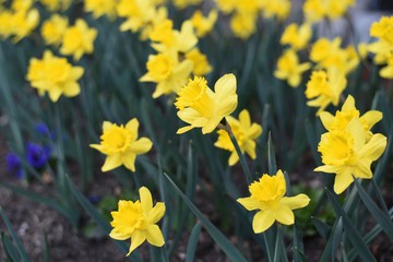 Obraz premium Narcissus 3