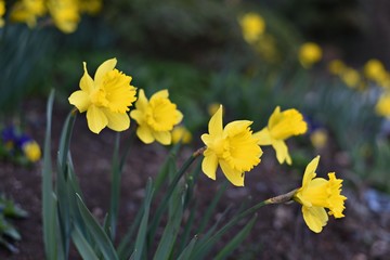 Obraz premium Narcissus