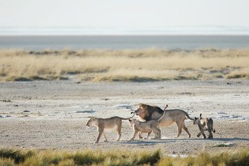 Pride of lions in Etosha National Park, Namibia.
