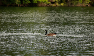 Duck Swimming 