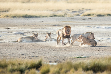 Pride of lions in Etosha National Park, Namibia.