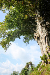 Large fabulous tree with green foliage. Environment. Green plants in the park. Georgia, Batumi Botanical Garden.