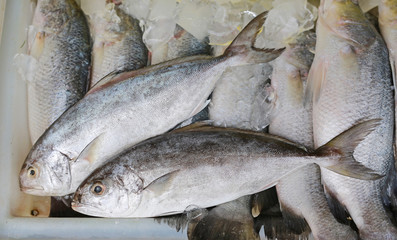 Fresh black-banded trevally on ice in tray, Seriolima nigrofasciata.