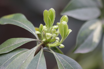 Budding Green Leaves in Spring, New Season is Coming, A Growing Season, A new   Circle will Begin