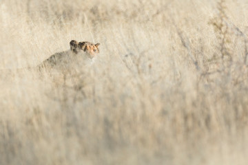 Cheetah hiding in long grass