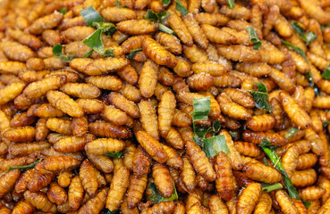 fired silk worm as snack in Asia countries