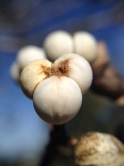 Winter Berries