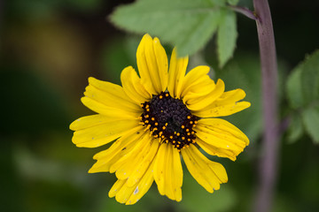 California Yellow Wildflower