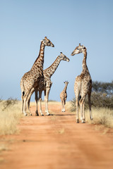 Obraz na płótnie Canvas Giraffe family