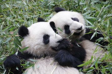 Freidnship of 2 panda cubs, they are talking to each other while eating Bamboo