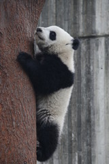 Ailuropoda melanoleuca,animal,black and white, china,  conservation, creature, cub, cuddly, ...