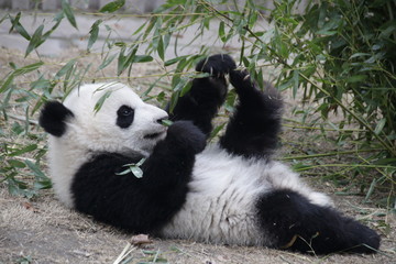 Little Baby Panda Lifts up his Leg while eating Bamboo, Chengdu, China © foreverhappy