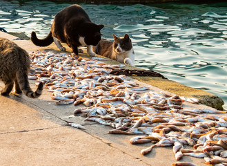 cats eating fish at the edge of the Bosphorus. cats eating fish by the sea. cats eating fish by the sea. cats in the throat of istanbul