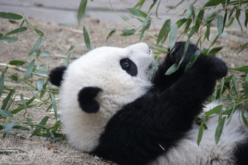 Little Baby Panda is Playing with Bamboo Leaves, Chengdu, China