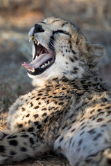 Cheetah yawning
