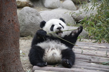 Obraz na płótnie Canvas Little Baby Panda is Learning to Eat Bamboo Stick, Chengdu, China
