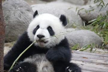 Little Baby Panda is Learning to Eat Bamboo Stick, Chengdu, China
