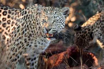A leopard on a warthog kill
